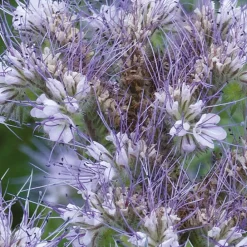 Phacélie Bio - Le champ bleu des abeilles
