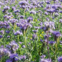 Phacélie Bio - Le champ bleu des abeilles
