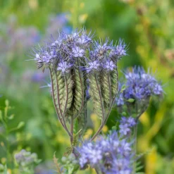 Phacélie Bio - Le champ bleu des abeilles