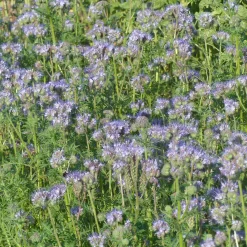 Phacélie à feuilles de tanaisie - Un tapis violet plein d'abeilles