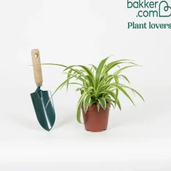 Phalangère Ocean - La déco verte sans effort