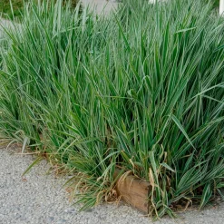 Phalaris - Baldingère faux-roseau - Un rideau vert qui bouge