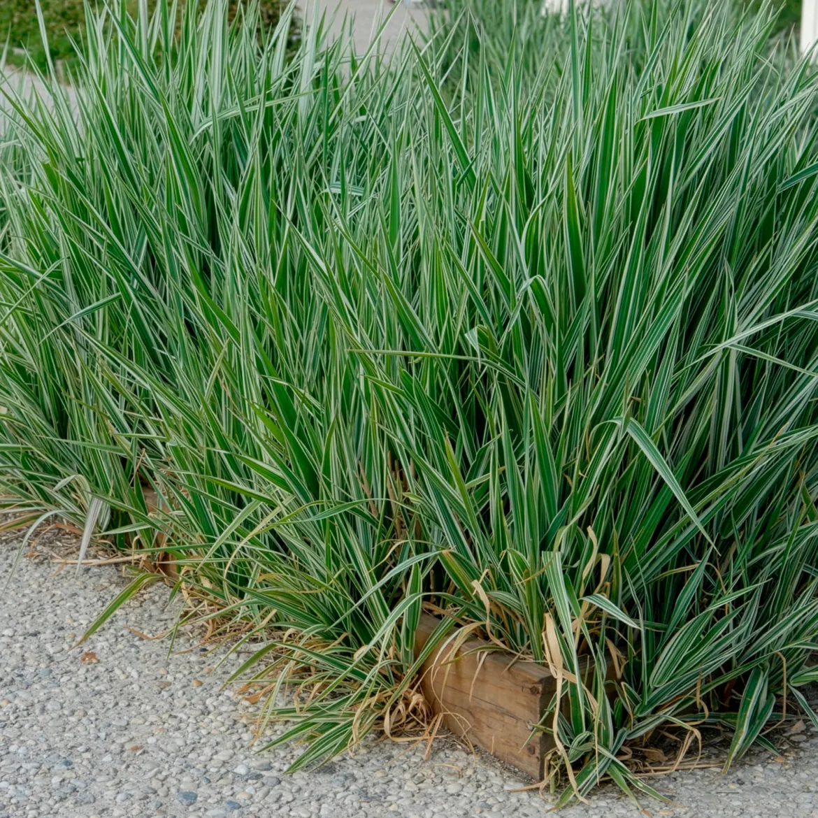 Phalaris - Baldingère faux-roseau - Un rideau vert qui bouge