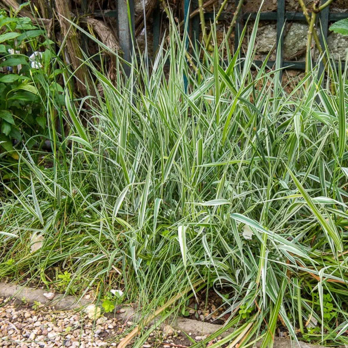 Phalaris panaché -Baldingère faux roseau - Le roseau qui éclaire l'eau