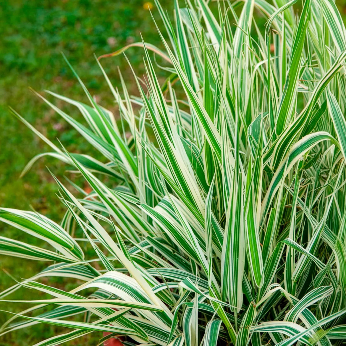 Phalaris panaché -Baldingère faux roseau - Le roseau qui éclaire l'eau