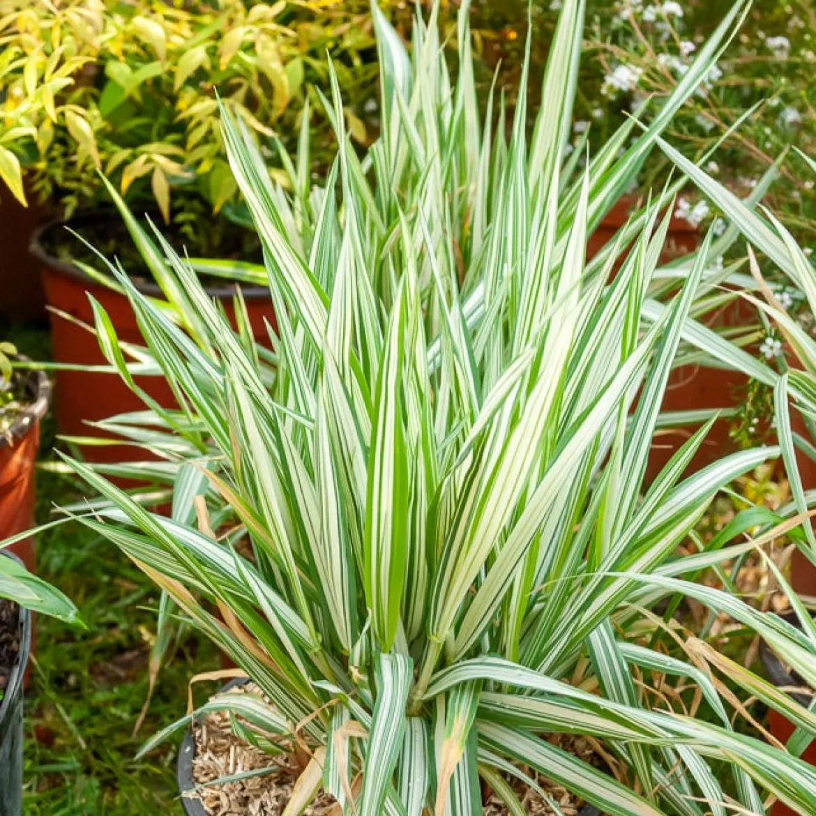 Phalaris panaché -Baldingère faux roseau - Le roseau qui éclaire l'eau