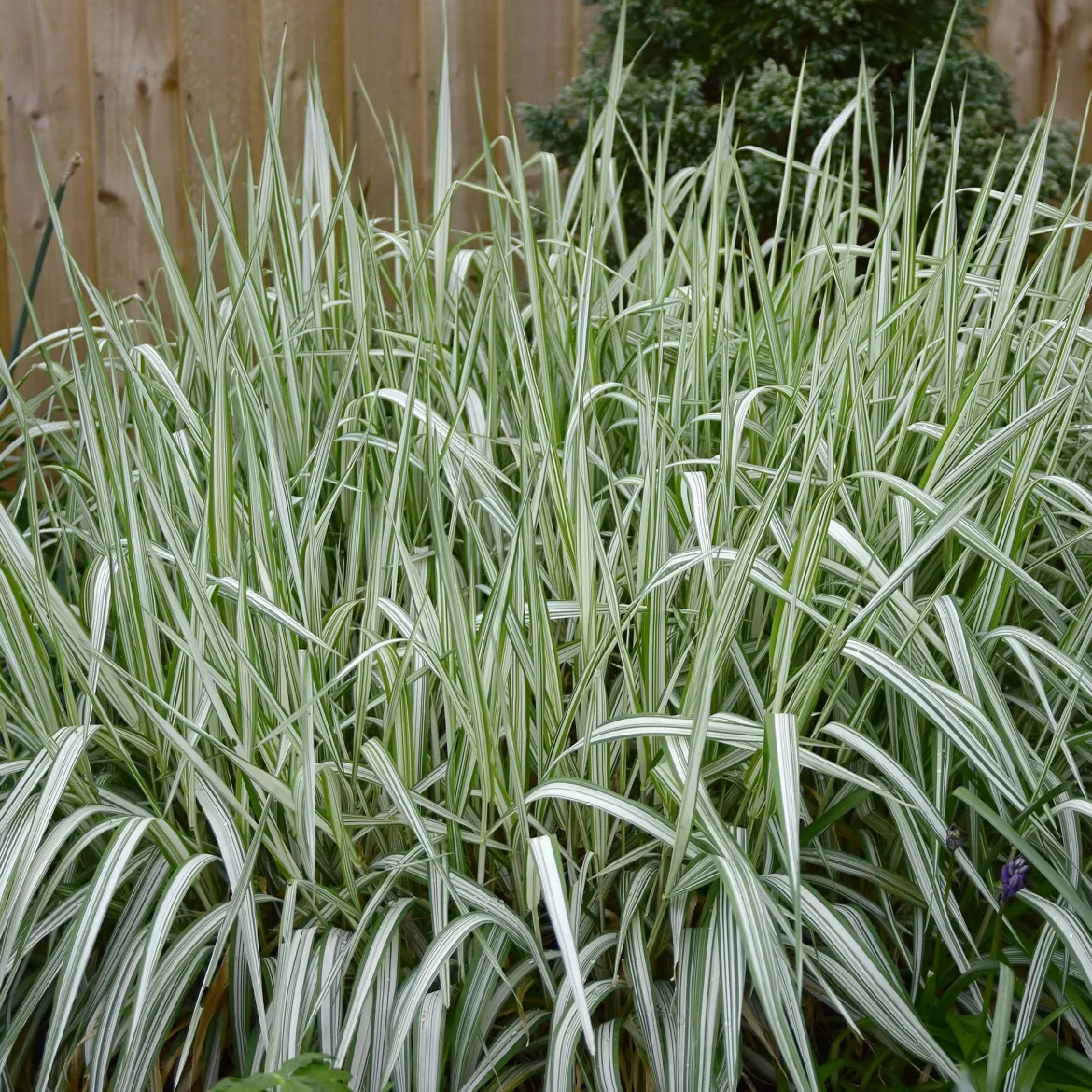 Phalaris panaché Feesey - Baldingère faux-roseau - Effet roseau rayé express