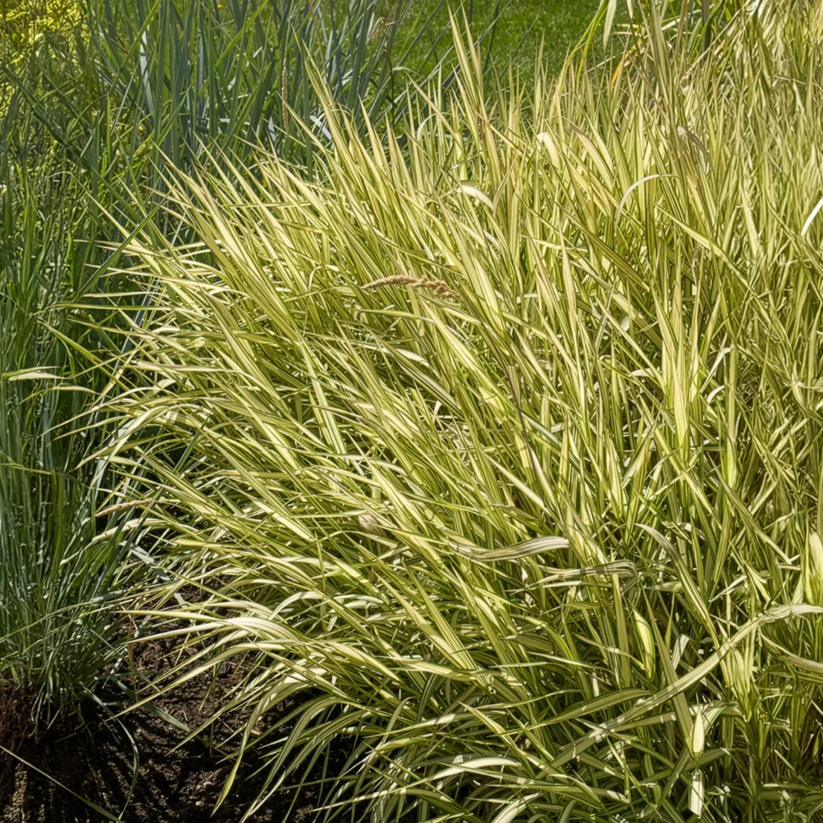 Phalaris panaché Feesey - Baldingère faux-roseau - Effet roseau rayé express