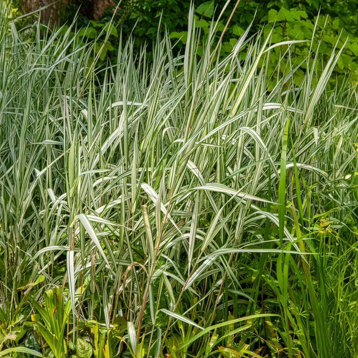 Phalaris panaché Feesey - Baldingère faux-roseau - Effet roseau rayé express