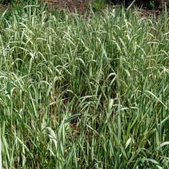 Phalaris panaché Feesey - Baldingère faux-roseau - Effet roseau rayé express