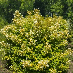 Philadelphus Aureus - Feuillage doré, parfum de fleurs