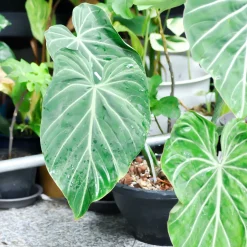 Philodendron Gloriosum - Feuillage velours effet waouh