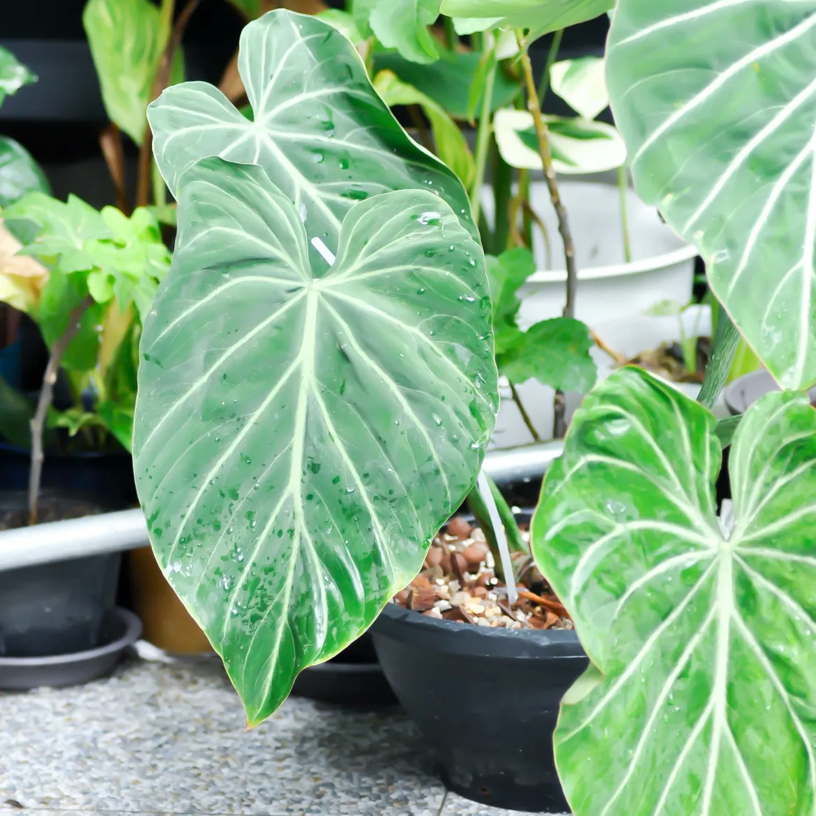 Philodendron Gloriosum - Feuillage velours effet waouh