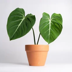 Philodendron Gloriosum - Feuillage velours effet waouh