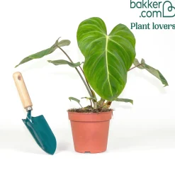 Philodendron Gloriosum - Feuillage velours effet waouh