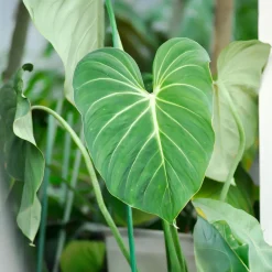 Philodendron Gloriosum - Feuillage velours effet waouh