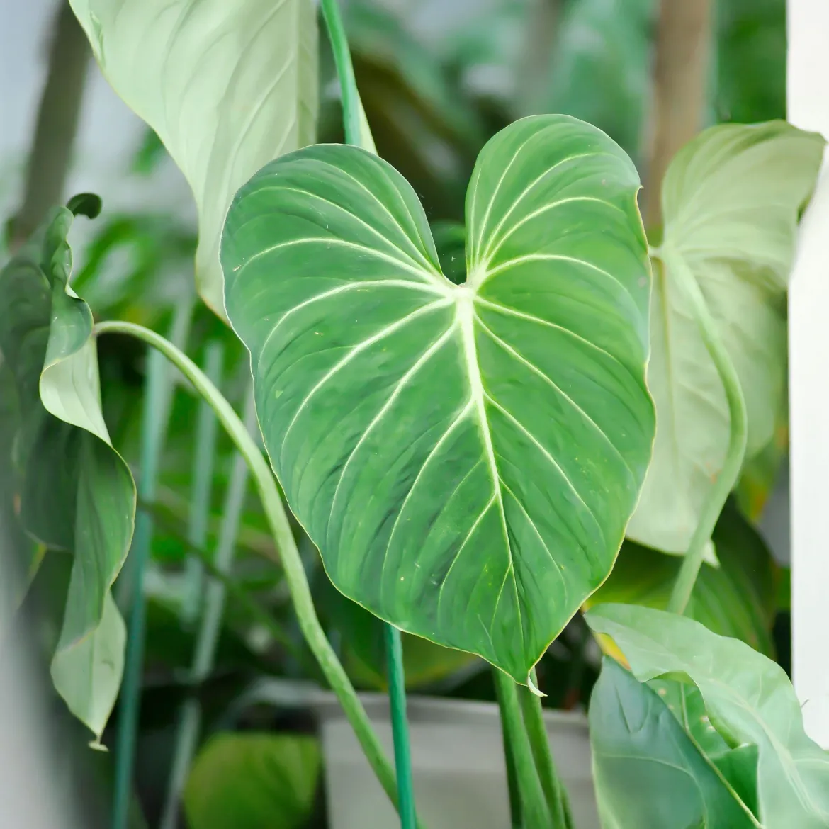 Philodendron Gloriosum - Feuillage velours effet waouh