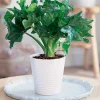 Philodendron Monstera Atom et son cache-pot blanc ELHO - Une plante d’intérieur facile à vivre