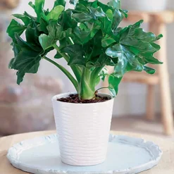 Philodendron Monstera Atom et son cache-pot blanc ELHO - Une plante d’intérieur facile à vivre