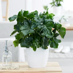 Philodendron Monstera Atom - Feuillage frisé effet waouh