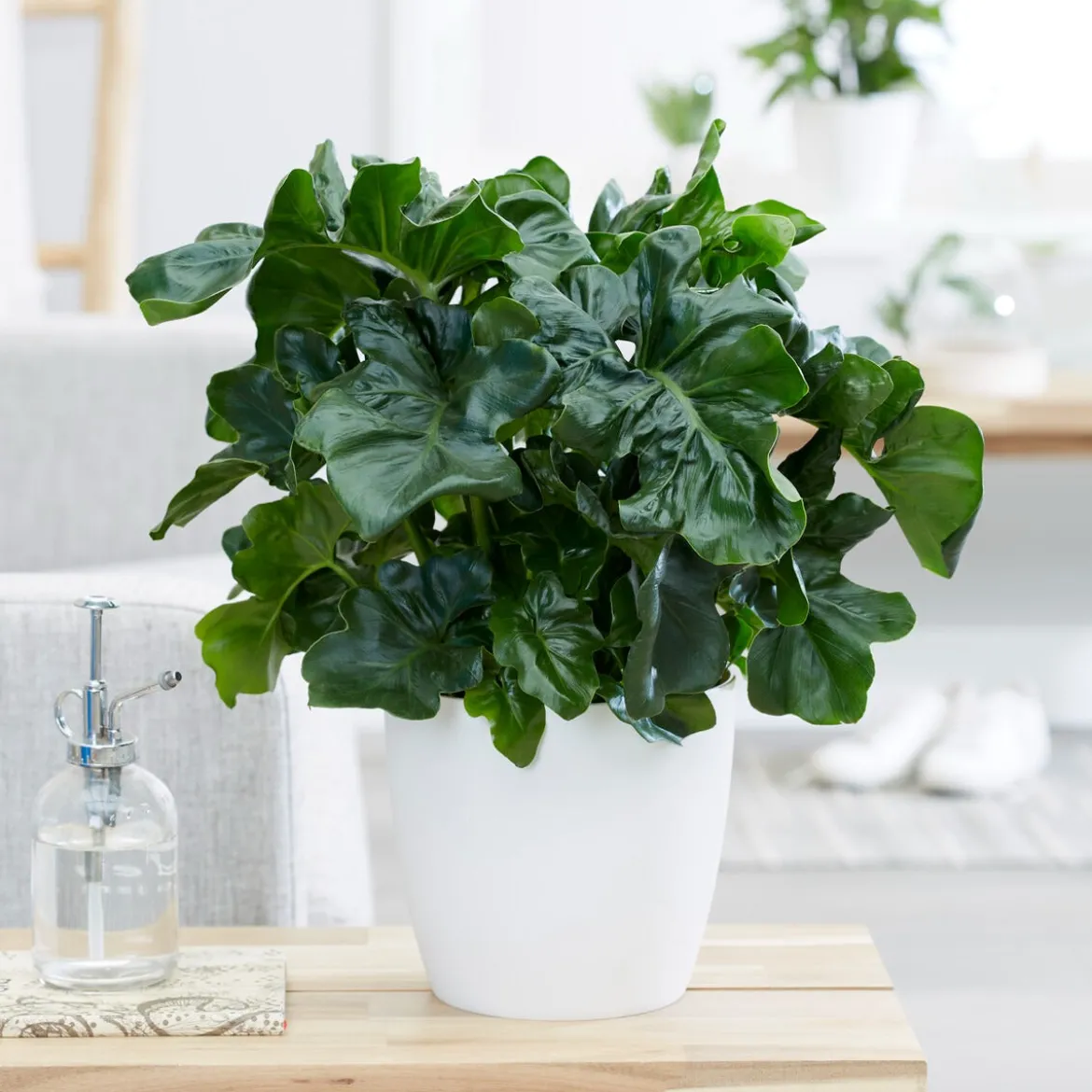 Philodendron Monstera Atom - Feuillage frisé effet waouh