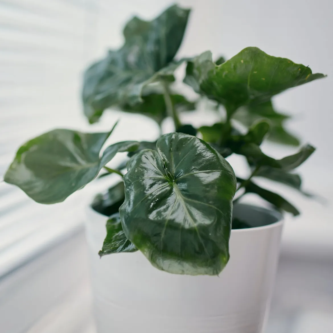 Philodendron Monstera Atom - Feuillage frisé effet waouh