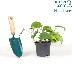 Philodendron Monstera Brasil - Feuillage panaché sans effort