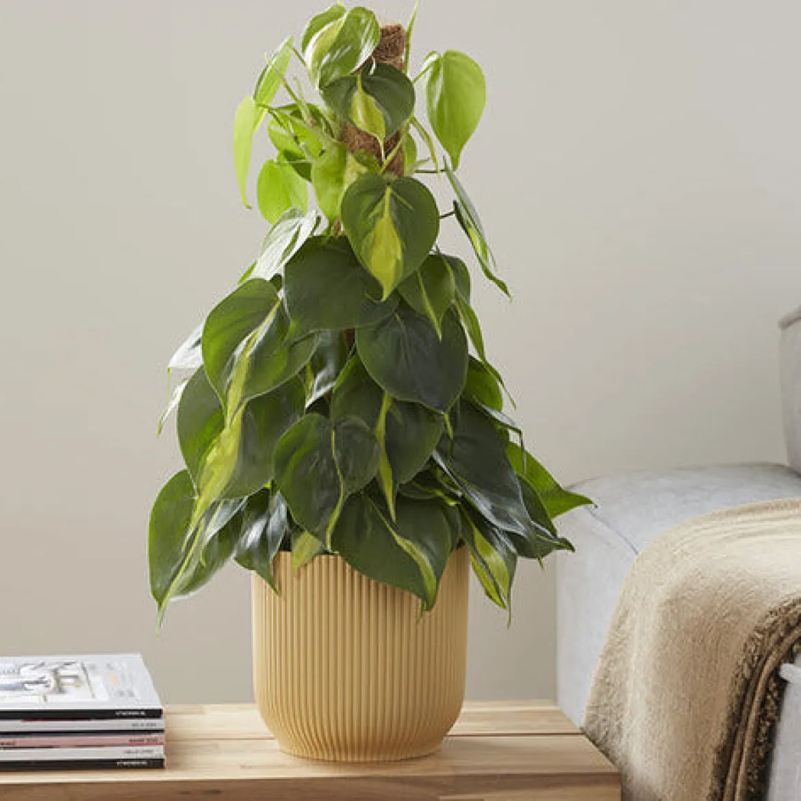 Philodendron Monstera Brasil - Feuillage panaché sans effort