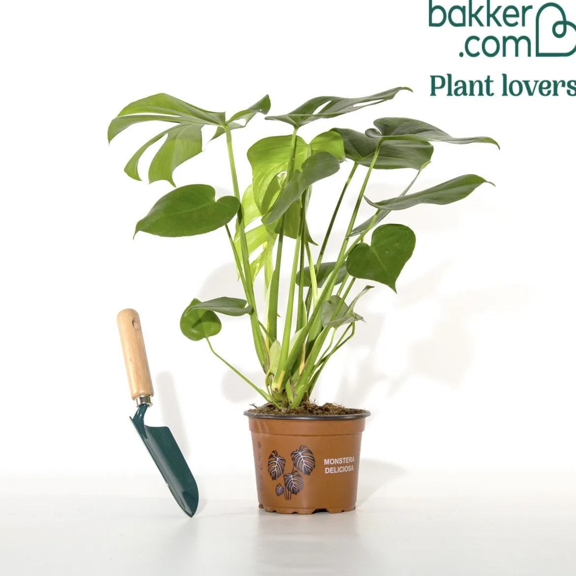 Philodendron Monstera deliciosa - L'effet jungle en un pot