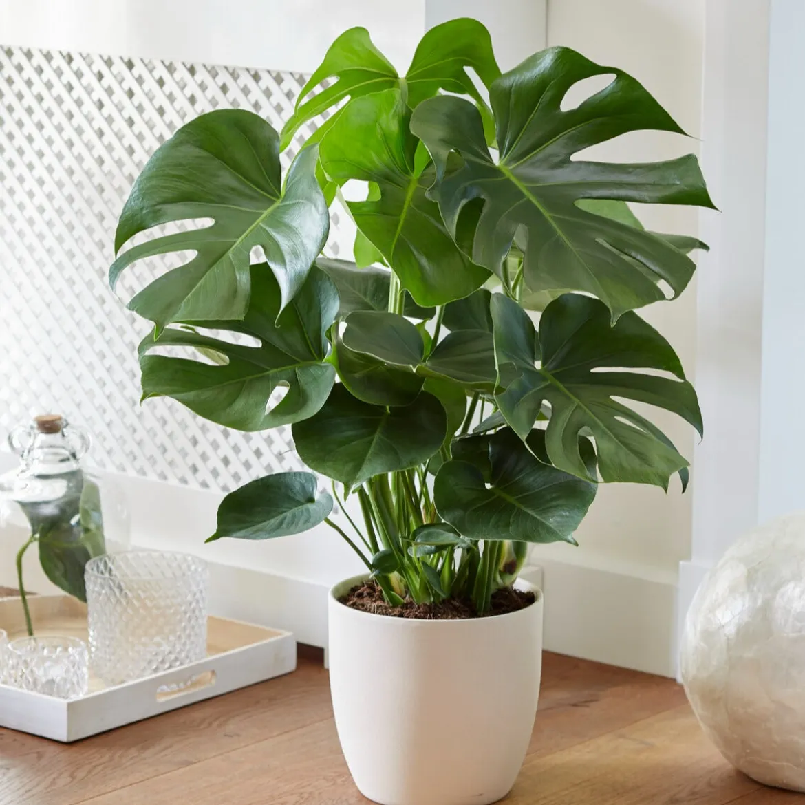 Philodendron Monstera deliciosa - L'effet jungle en un pot