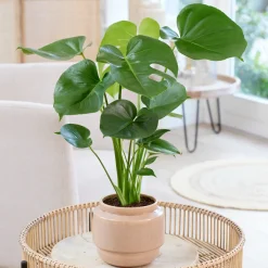 Philodendron Monstera deliciosa - L'effet jungle en un pot