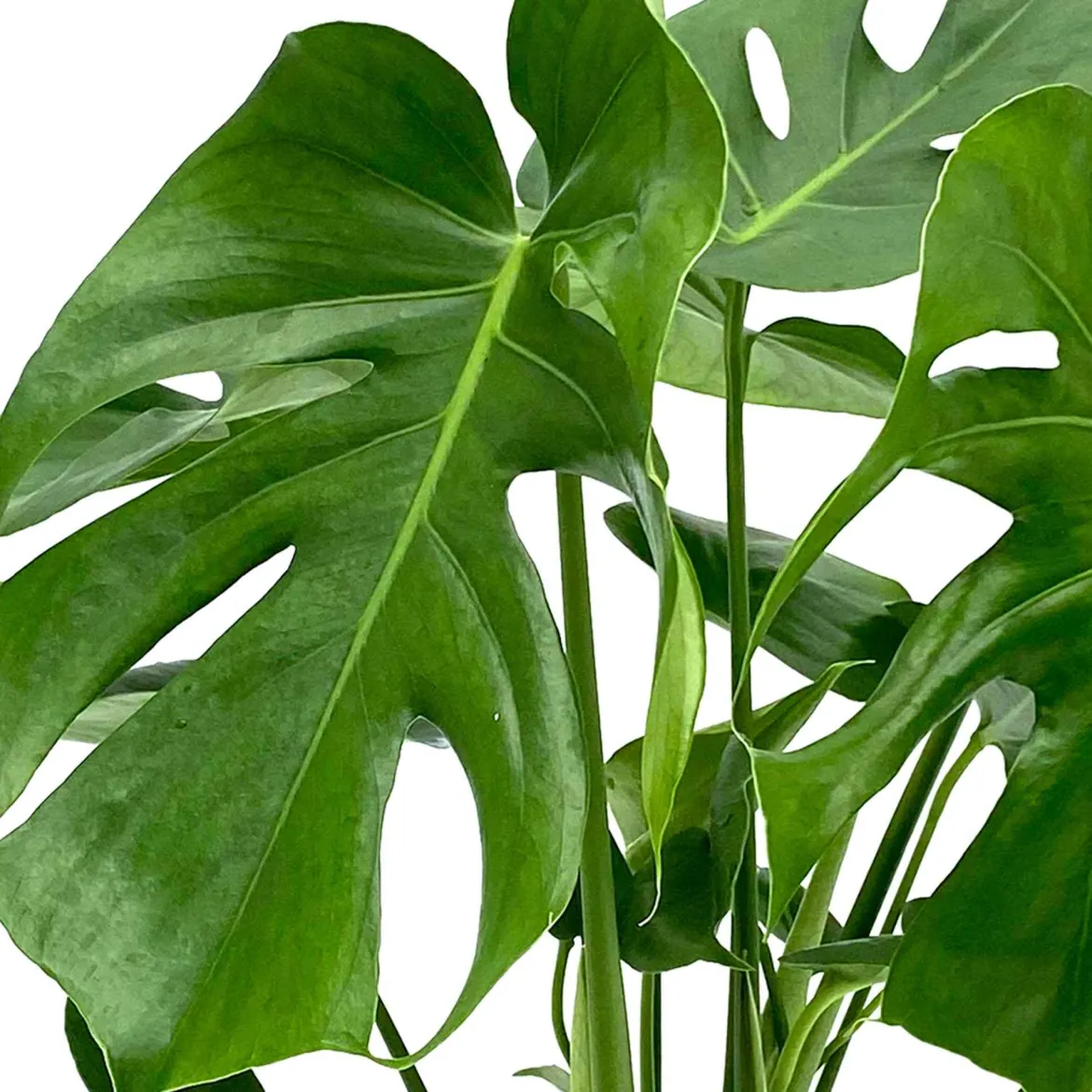 Philodendron Monstera deliciosa - L'effet jungle en un pot