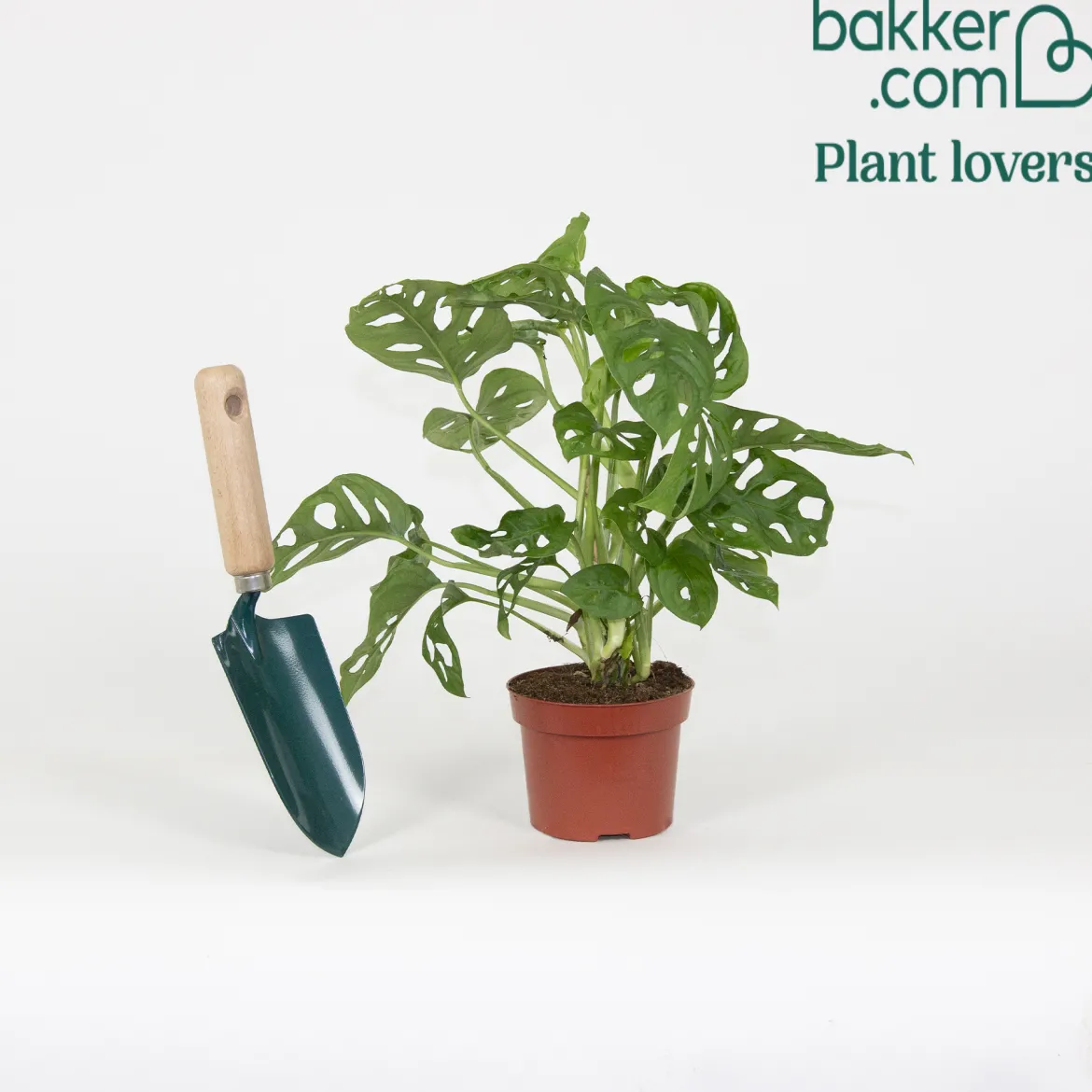 Philodendron Monstera Monkey Mask - Feuillage ajouré déco