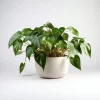 Philodendron Monstera scandens - Cascade verte sans effort