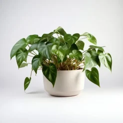 Philodendron Monstera scandens - Cascade verte sans effort