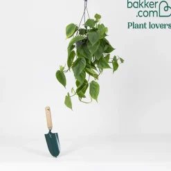 Philodendron Monstera scandens - Cascade verte sans effort