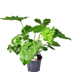Philodendron Monstera Shangri La - La jungle sans effort
