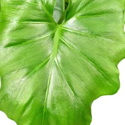 Philodendron Monstera Shangri La - La jungle sans effort