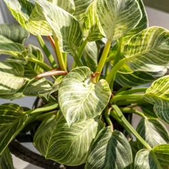 Philodendron Monstera White Wave - Feuillage vert vif et ondulé