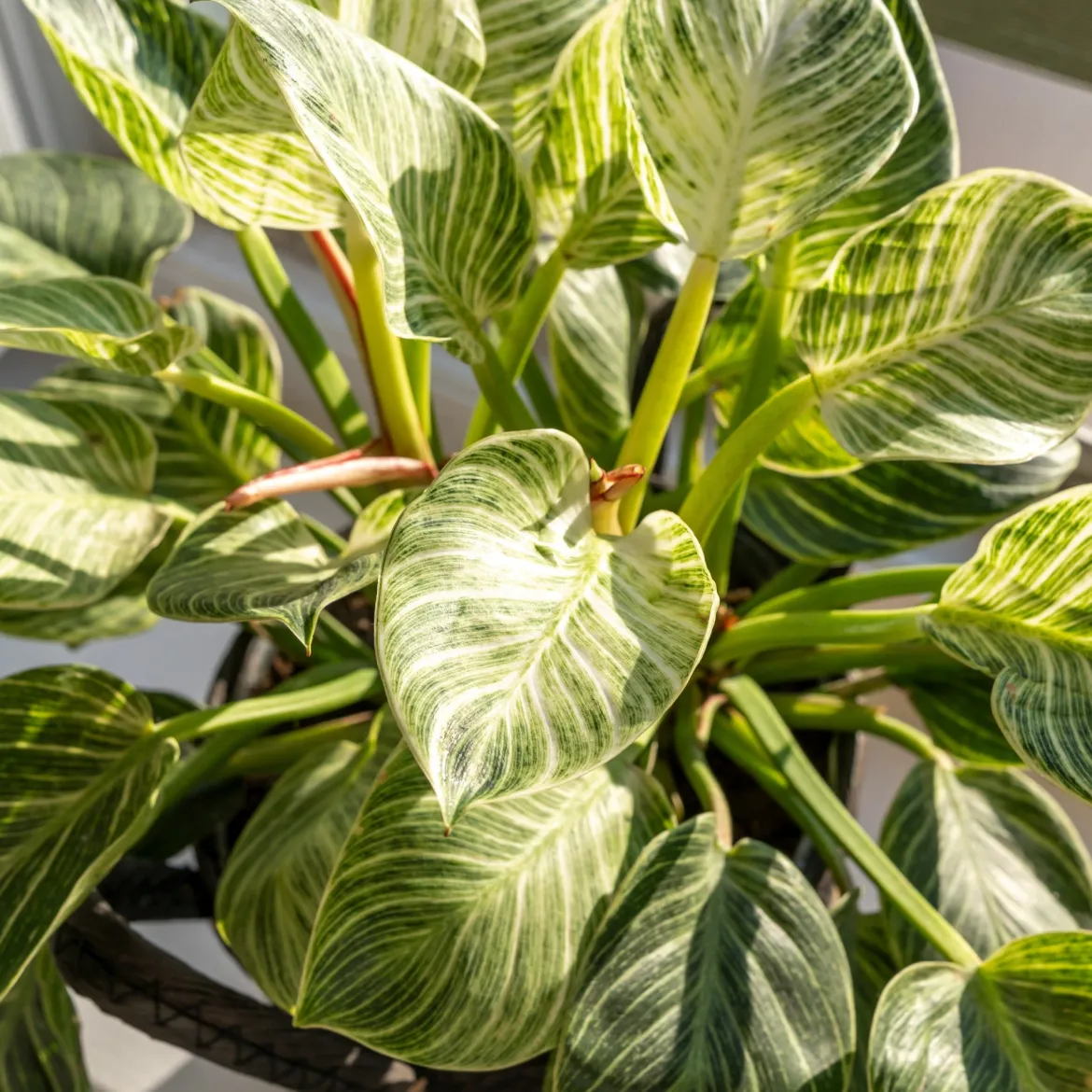 Philodendron Monstera White Wave - Feuillage vert vif et ondulé