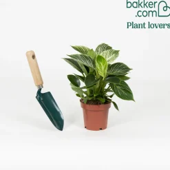 Philodendron Monstera White Wave - Feuillage vert vif et ondulé