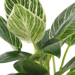 Philodendron Monstera White Wave - Feuillage vert vif et ondulé