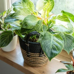 Philodendron Monstera White Wave - Feuillage vert vif et ondulé