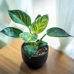 Philodendron Monstera White Wave - Feuillage vert vif et ondulé