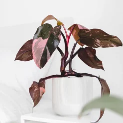 Philodendron Pink Princess - Le feuillage rose star déco