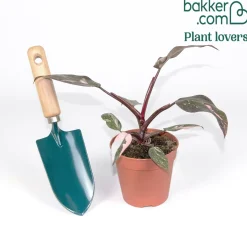 Philodendron Pink Princess - Le feuillage rose star déco