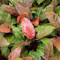 Philodendron Prince of Orange - Un feuillage qui change