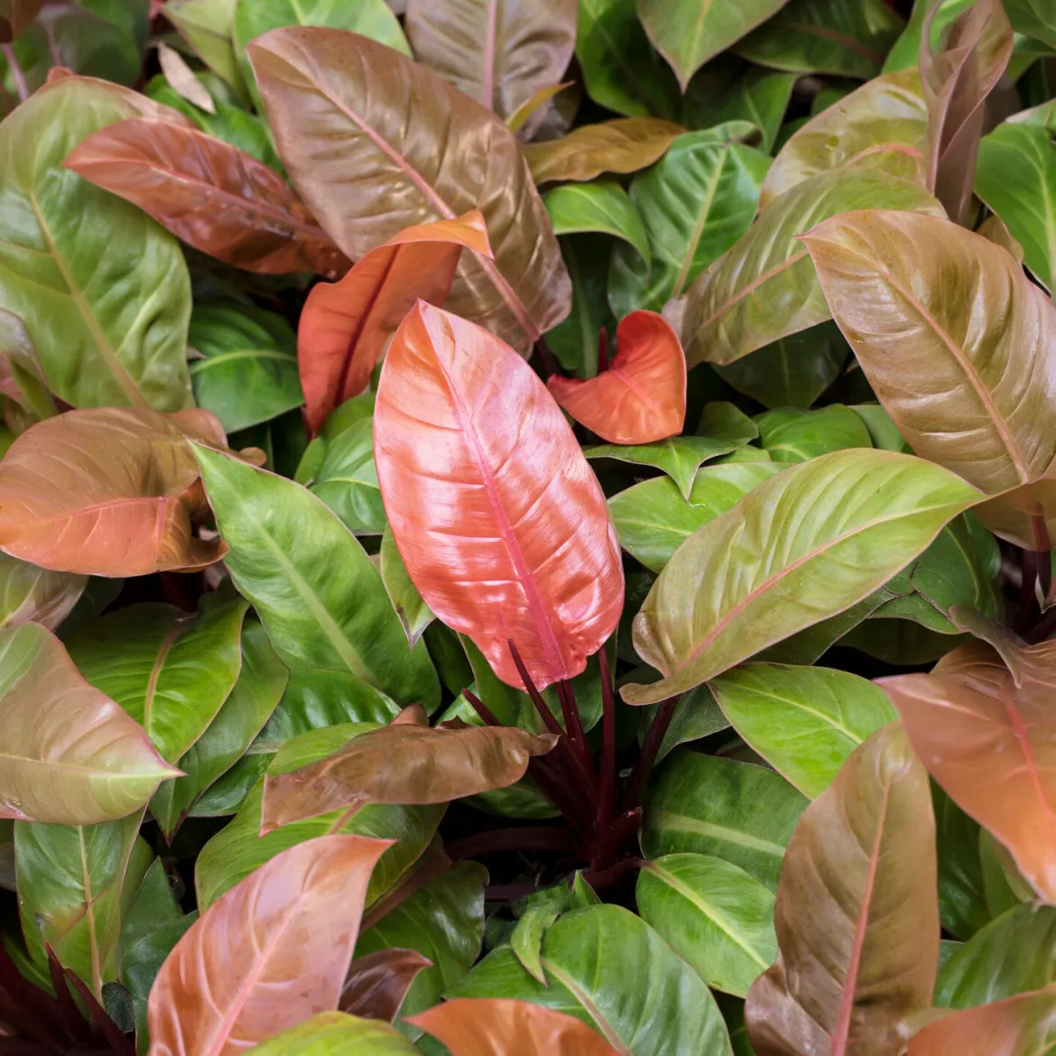 Philodendron Prince of Orange - Un feuillage qui change