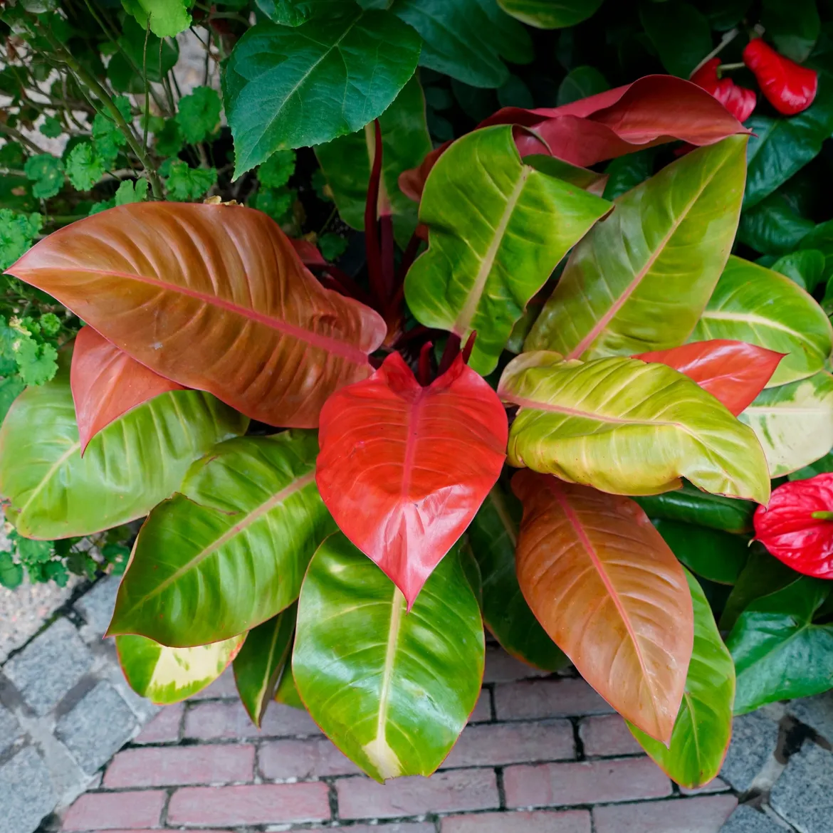 Philodendron Prince of Orange - Un feuillage qui change