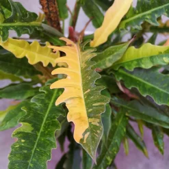 Philodendron Ring of Fire - Feuillage feu et déco